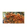 Buy premium quality areca nut plant from agrokarts at reasonable rate.