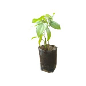 Buy premium quality black pepper plant from agrokarts at reasonable rate.