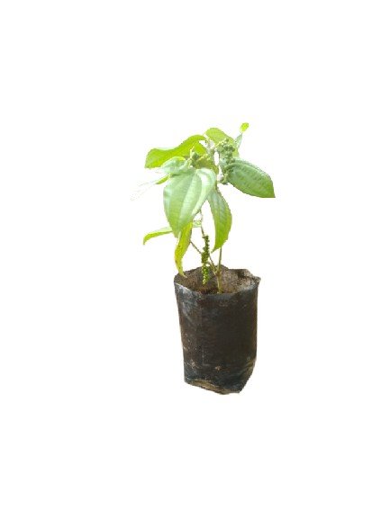 Buy premium quality black pepper plant from agrokarts at reasonable rate.