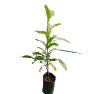 Buy premium quality miracle fruit plant from agrokarts at reasonable rate.