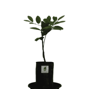 buy quality nutmeg seedling plant from agrokarts at affordable rate