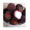 Buy premium quality pulasan fruit plant from agrokarts at reasonable rate.