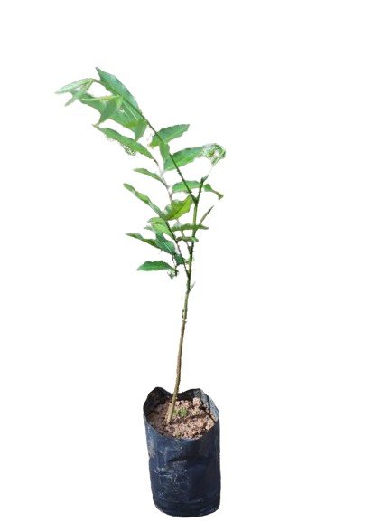 Buy premium quality pulasan plant from agrokarts at reasonable rate.