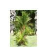 Buy premium quality ared palm plant from agrokarts at reasonable rate.