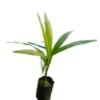 Buy premium quality red palm plant plant from agrokarts at reasonable rate.
